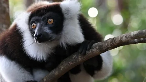 Black-and-white ruffed lemur ( Varecia variegata) in nature ,4 K video clip Видео 221690441