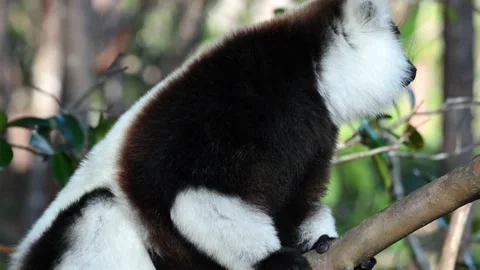 Black-and-white ruffed lemur ( Varecia variegata) in nature ,4 K video clip Stock Footage 221690727