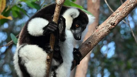 Black and white ruffed lemur Stock Footage 221690854