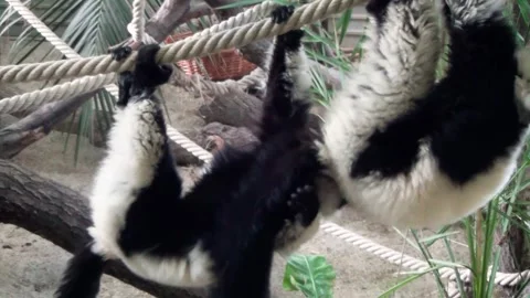 Black-and-white ruffed lemur (Varecia variegata) Stock Footage 283011771