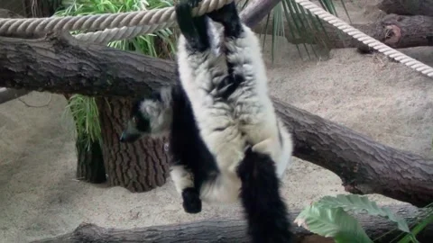 Black-and-white ruffed lemur (Varecia variegata) Stock Footage 283011776