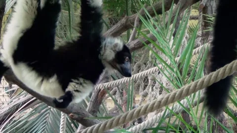 Black-and-white ruffed lemur (Varecia variegata) Stock Footage 283011786