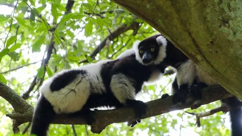 Black and White Ruffed Lemur in Madagascar Rainforest Stock Footage 328571404