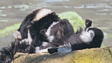 Black-and-white ruffed lemur (Varecia variegata) resting on a rock 動画素材 339786176