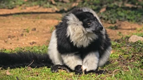 Black-and-white ruffed lemur (Varecia variegata) eating on the ground 動画素材 340334821