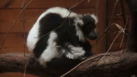 Black-and-white ruffed lemur resting on a tree branch 스톡 동영상 340473908