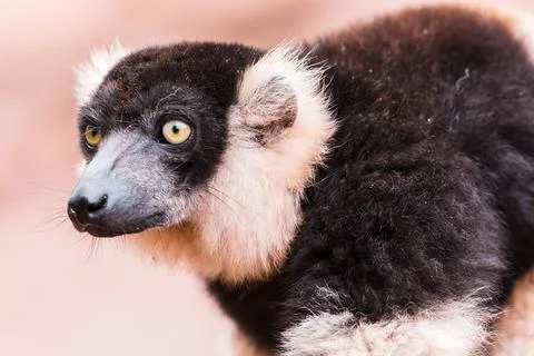 Black and White Ruffed Lemur watching on Stock Photos