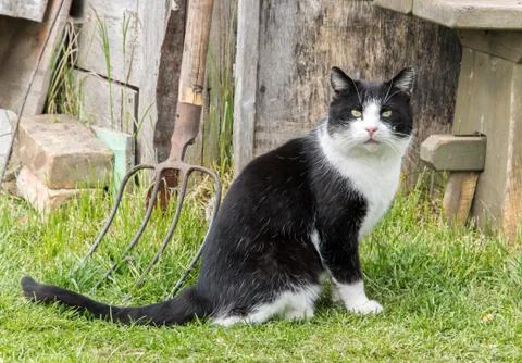 Black and white rustic cat and sits and looks at the camera. Stock Photos