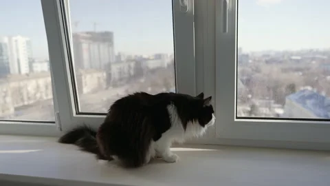 Black and white sat on window ledge overlooking city Stock Footage 171924190