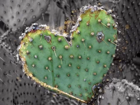 Black And White Selective Color Green Heart Shaped Cactus Animated Cinemagraph Stock Footage 297718017