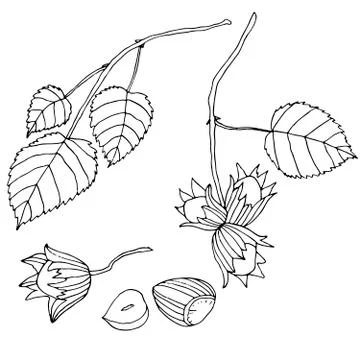 Black and white set hazelnuts, isolated.Branch with leaves and r Stock Illustration