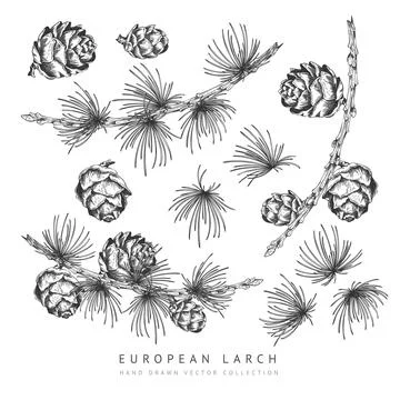 Black and white set of pine cones, vector, European larch needles, hand-drawn. Stock Illustration