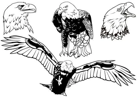 Black and White Set of Wild Bald Eagle Stock Illustration