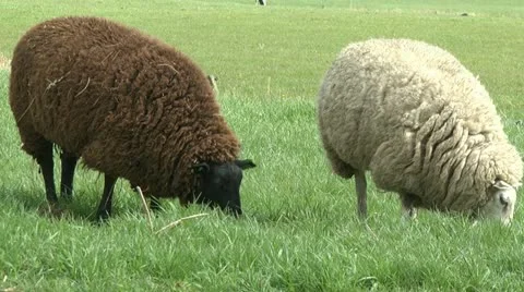 Black and white sheep Stock Footage 10895623