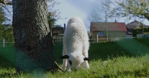 Black and white sheep Stock Footage 167601566