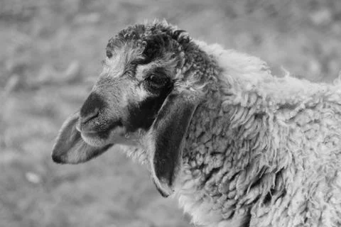 Black and white sheep Stock Photos