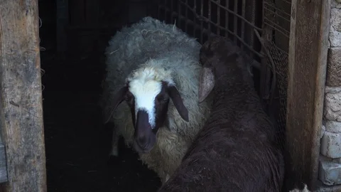 Black and white sheep stand in the pen Vídeo Stock 107974585