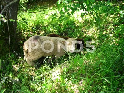 Black and white sheeps in garden Stock Photos