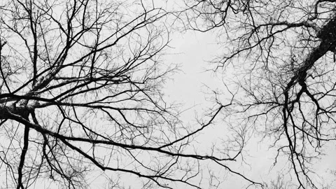 Black and white shot of rotating trees and branches, low angle pov Stockbeeldmateriaal 279442016