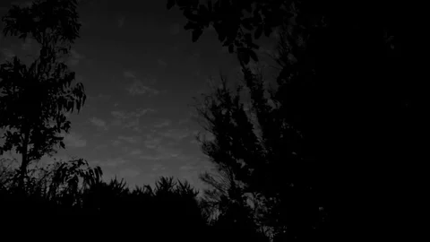 Black and white sky and trees Stock Footage 78839485
