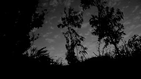 Black and white sky and trees at dusk Stock Footage 78840083