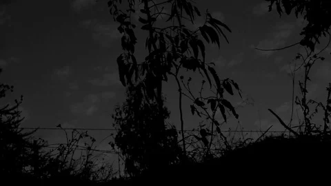 Black and white sky, barb wire, trees Stock Footage 78840120
