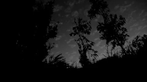 Black and white sky, trees, bushes Stock Footage 78839688