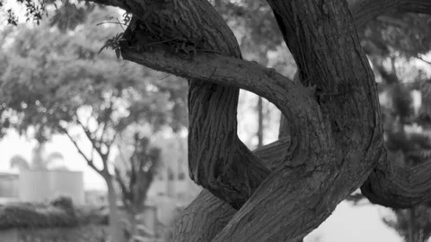 Black and white slow motion pan right of tree branches at park Stock Footage 82245923