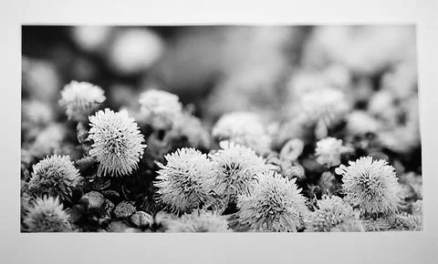 Black and white small dandelion flowers with soft background. Stock Illustration