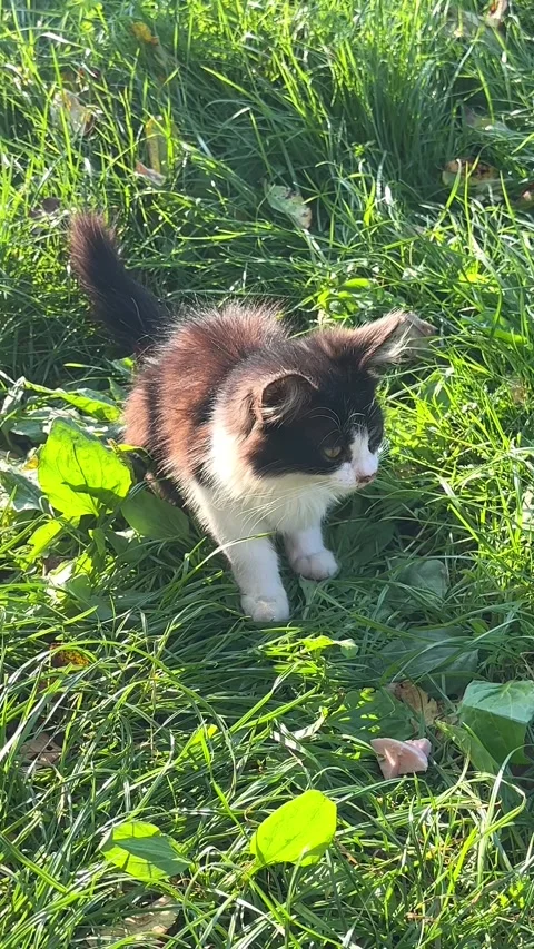 A black and white small fluffy kitten eats sausage on the green grass on a sunny Stock Footage 288011415
