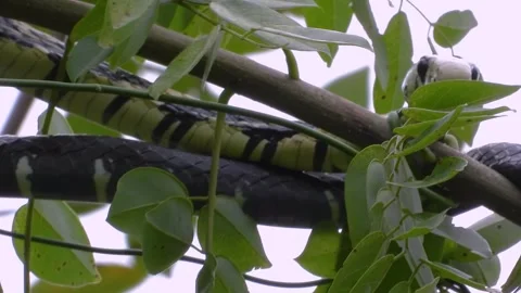 Black and White Snake Resting Calmly on Tree Branch - Coffee Axis Region Jungle Stock Footage 308725331