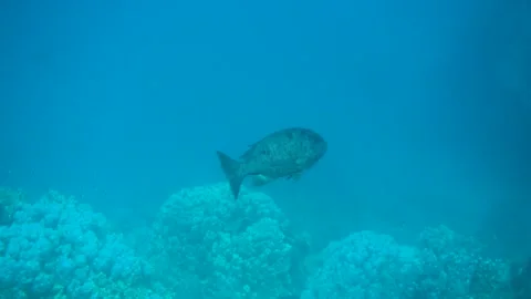 Black and white snapper fish in the deep blue sea Stock Footage 293249752