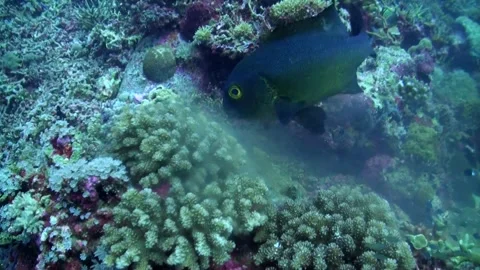 Black and White Snapper (Macolor Niger) Feeding on Eggs from Spawning Reef Video stock 334734594