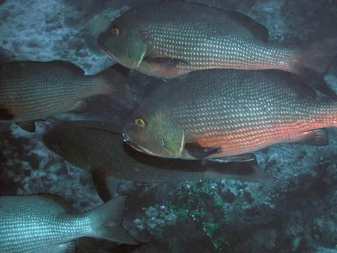 Black and White Snapper (Macolor niger) Stockfoto's