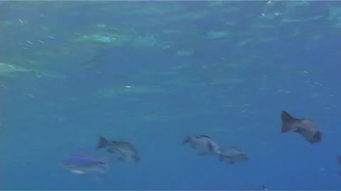 Black And White Snapper Swims In Surface Stock Footage 299961360