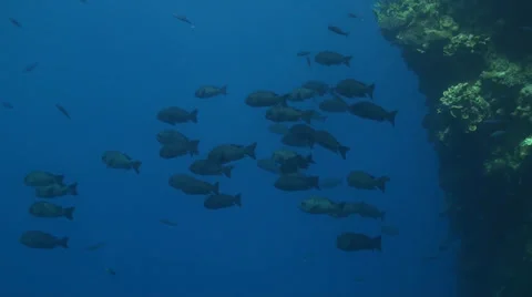 Black and White Snappers Stock Footage 33531227
