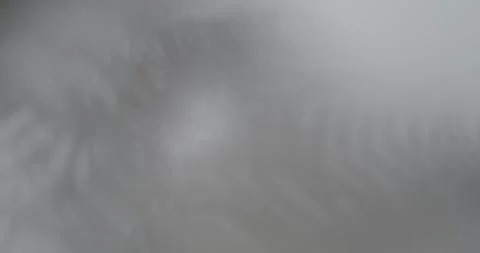 Black and White Soft Focus Shadow of a Plant Stock Footage 276019328