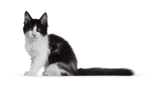 Black and white solid bicolor Maine Coon cat on white 写真素材