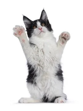 Black and white solid bicolor Maine Coon cat on white Stock Photos