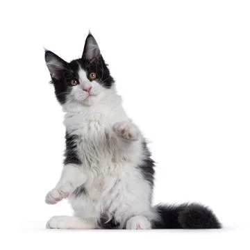 Black and white solid bicolor Maine Coon cat on white Stock Photos