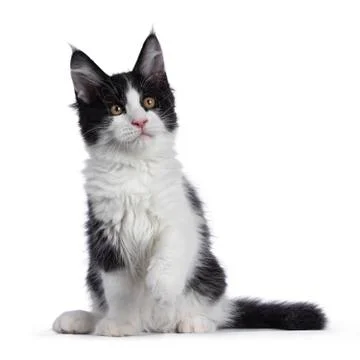 Black and white solid bicolor Maine Coon cat on white 写真素材