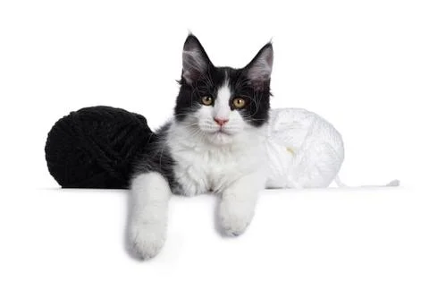 Black and white solid bicolor Maine Coon cat on white Stock Photos