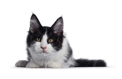 Black and white solid bicolor Maine Coon cat on white Stock Photos