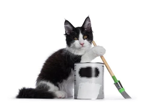 Black and white solid bicolor Maine Coon cat on white Stock Photos