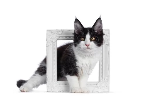 Black and white solid bicolor Maine Coon cat on white Stock Photos