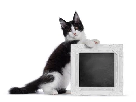 Black and white solid bicolor Maine Coon cat on white 写真素材