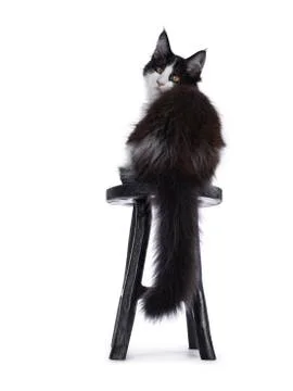 Black and white solid bicolor Maine Coon cat on white Stock Photos