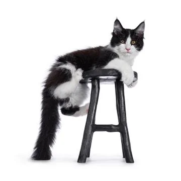 Black and white solid bicolor Maine Coon cat on white Stock Photos
