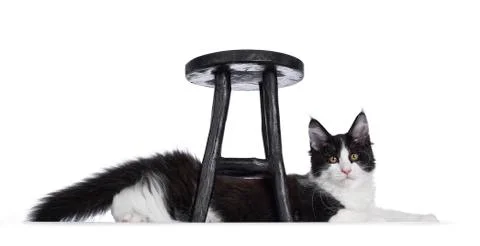Black and white solid bicolor Maine Coon cat on white 写真素材