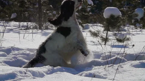 Black and white spaniel jumping on the snow Stock-Footage 100412534